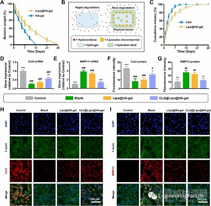 如何評價水凝膠的成軟骨能力？