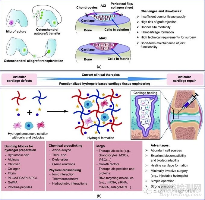 如何評價水凝膠的成軟骨能力？
