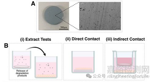 生物可降解支架，Bioactive Materials綜述！