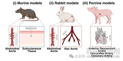 生物可降解支架，Bioactive Materials綜述！