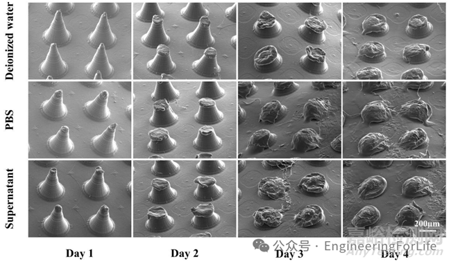 如何表征水凝膠微針的降解能力？