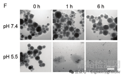 如何表征水凝膠微針的降解能力？