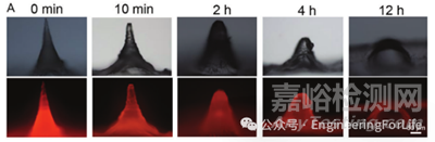 如何表征水凝膠微針的降解能力？