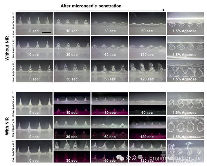 如何表征水凝膠微針的降解能力？