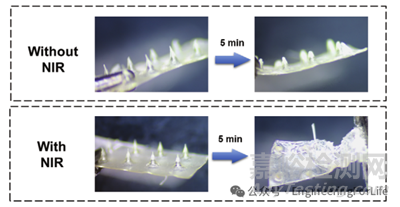 如何表征水凝膠微針的降解能力？