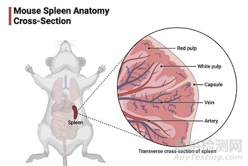 小鼠淋巴細(xì)胞實(shí)驗(yàn)的提取步驟與注意事項(xiàng)