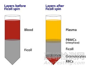 小鼠淋巴細(xì)胞實(shí)驗(yàn)的提取步驟與注意事項(xiàng)