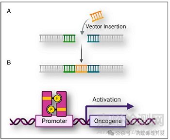 AAV和LV基因療法的致突變和致癌性風(fēng)險評估