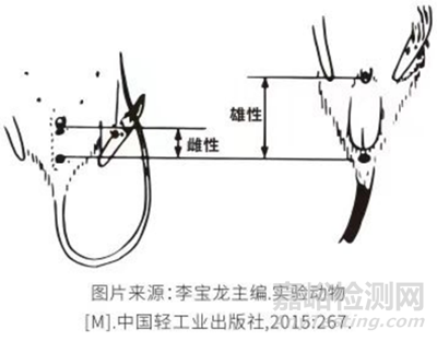常見動物實驗操作步驟與注意事項
