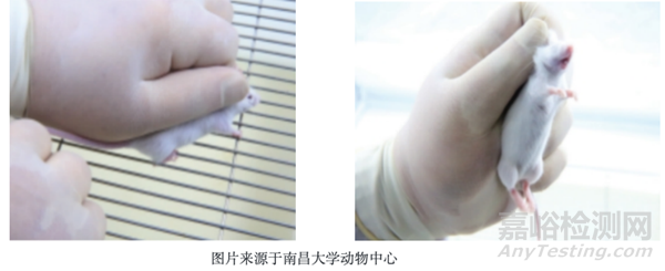 常見動物實驗操作步驟與注意事項