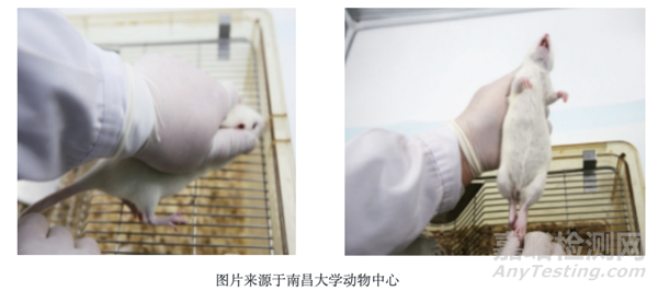 常見動物實驗操作步驟與注意事項