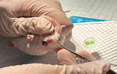 常見動物實驗操作步驟與注意事項