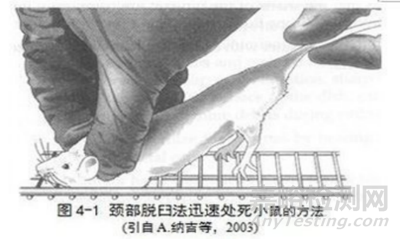 常見動物實驗操作步驟與注意事項