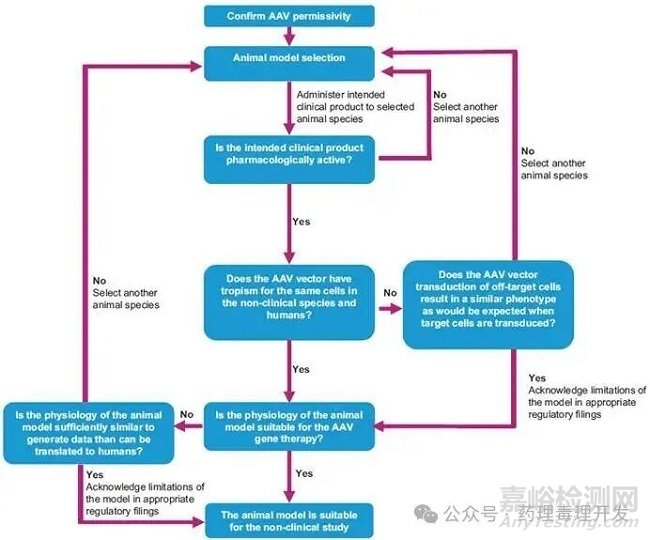 AAV基因治療產品相關動物種屬選擇的一些考量