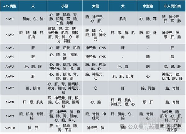 AAV基因治療產品相關動物種屬選擇的一些考量