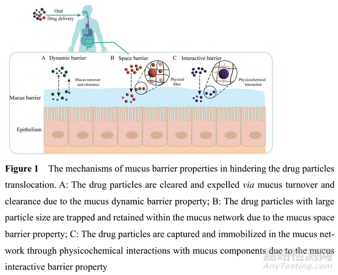 納米制劑克服胃腸道黏液屏障的作用機(jī)制及遞送策略研究進(jìn)展