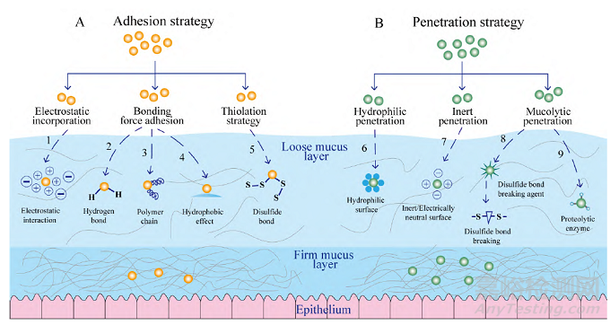 納米制劑克服胃腸道黏液屏障的作用機(jī)制及遞送策略研究進(jìn)展