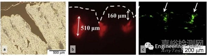 微針貼片(MNs)的理化生物性能檢測方法