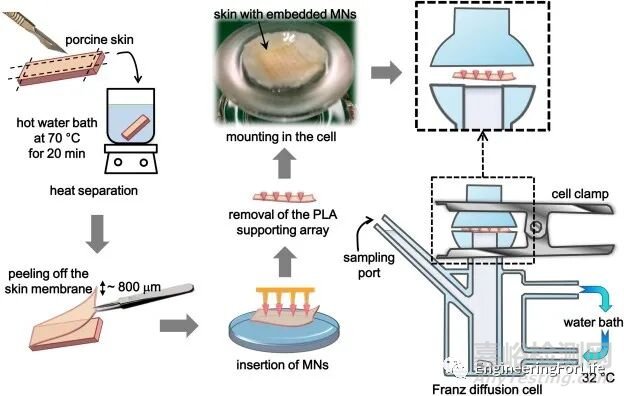微針貼片(MNs)的理化生物性能檢測方法