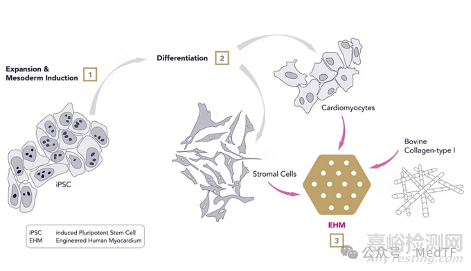 【創(chuàng)新醫(yī)械】BioVAT：可逆轉(zhuǎn)心衰的心臟補片