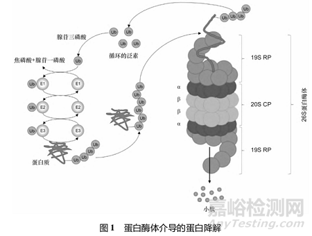 蛋白酶體的生理病理學作用及靶向藥物研發(fā)進展