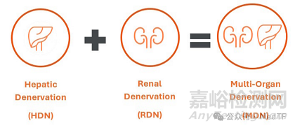 【創(chuàng)新醫(yī)械】Neuviant：多器官去神經(jīng)消融導(dǎo)管，同時治療高血壓和糖尿病
