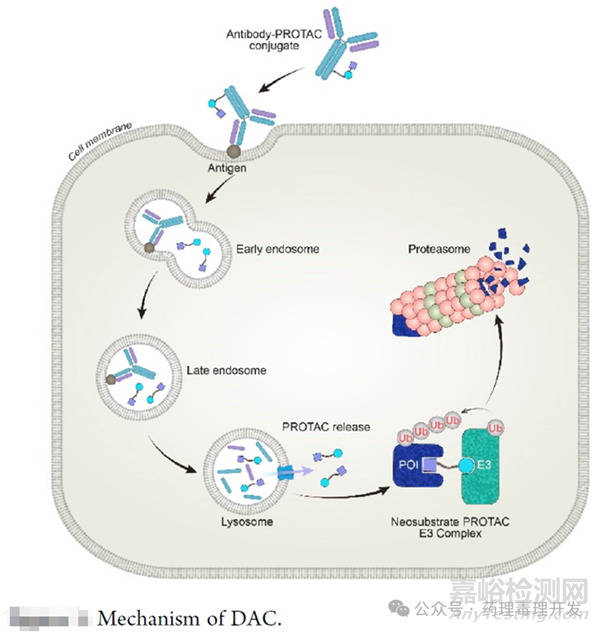 如何選擇ADC藥物載荷？