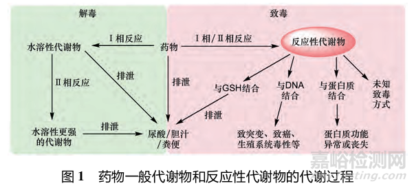 藥物反應(yīng)性代謝物的代謝途徑、致毒機制及其檢測方法研究進展