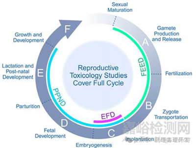 寡核苷酸類(lèi)藥物生殖毒性研究的特殊考量