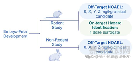 寡核苷酸類(lèi)藥物生殖毒性研究的特殊考量