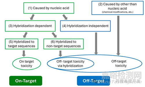寡核苷酸類(lèi)藥物生殖毒性研究的特殊考量