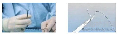 醫(yī)用可吸收縫合線動(dòng)物實(shí)驗(yàn)要點(diǎn)