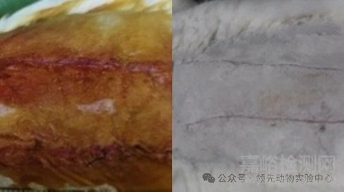 醫(yī)用可吸收縫合線動(dòng)物實(shí)驗(yàn)要點(diǎn)