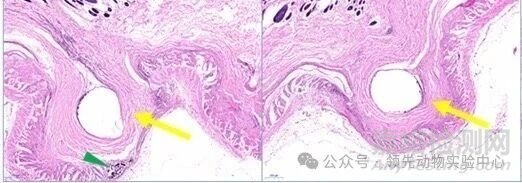 醫(yī)用可吸收縫合線動(dòng)物實(shí)驗(yàn)要點(diǎn)