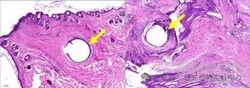 醫(yī)用可吸收縫合線動(dòng)物實(shí)驗(yàn)要點(diǎn)