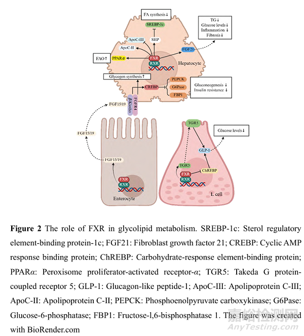 基于核受體法尼醇X受體的藥物開(kāi)發(fā)策略及其在消化系統(tǒng)疾病治療中的應(yīng)用
