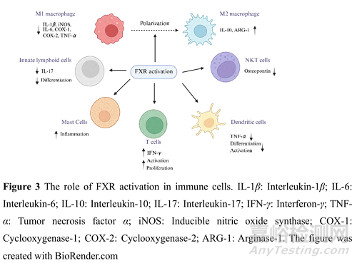 基于核受體法尼醇X受體的藥物開(kāi)發(fā)策略及其在消化系統(tǒng)疾病治療中的應(yīng)用