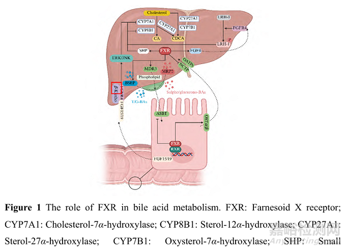 基于核受體法尼醇X受體的藥物開(kāi)發(fā)策略及其在消化系統(tǒng)疾病治療中的應(yīng)用