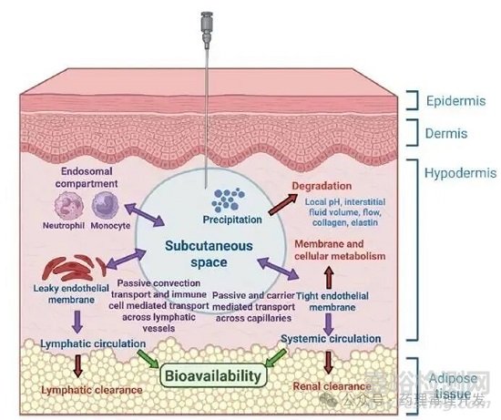 高劑量、高濃度或大體積生物藥皮下給藥制劑的開發(fā)路線圖