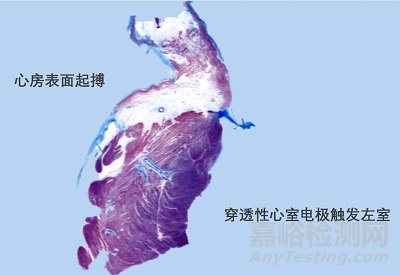 單器械無導線雙腔起搏動物實驗結果驗證其技術可行性