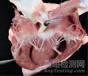 單器械無導線雙腔起搏動物實驗結果驗證其技術可行性