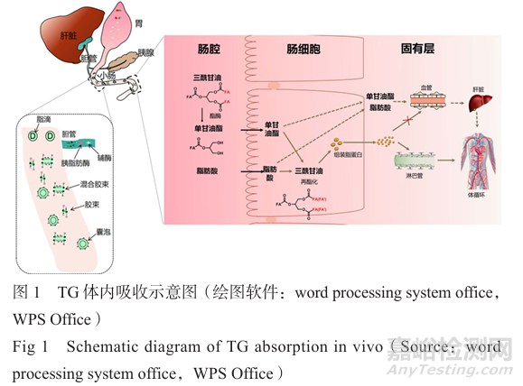 提升難溶性藥物口服吸收的脂質(zhì)遞送策略