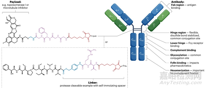 精準(zhǔn)遞送與毒性平衡——ADC藥物的分子機(jī)制、臨床應(yīng)用及其安全優(yōu)化策略