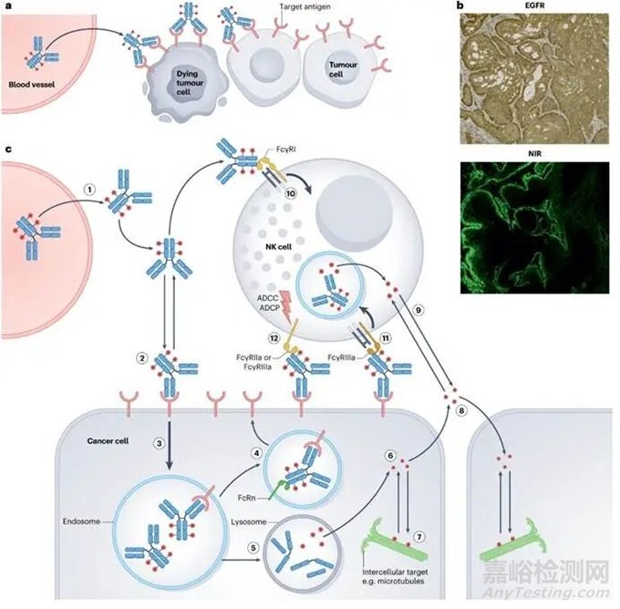 精準(zhǔn)遞送與毒性平衡——ADC藥物的分子機(jī)制、臨床應(yīng)用及其安全優(yōu)化策略