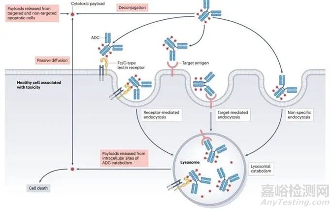 精準(zhǔn)遞送與毒性平衡——ADC藥物的分子機(jī)制、臨床應(yīng)用及其安全優(yōu)化策略