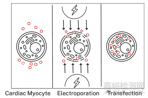 【創(chuàng)新醫(yī)械】Inomagen：電脈沖+基因房顫治療器械，解決消融復(fù)發(fā)率高問(wèn)題