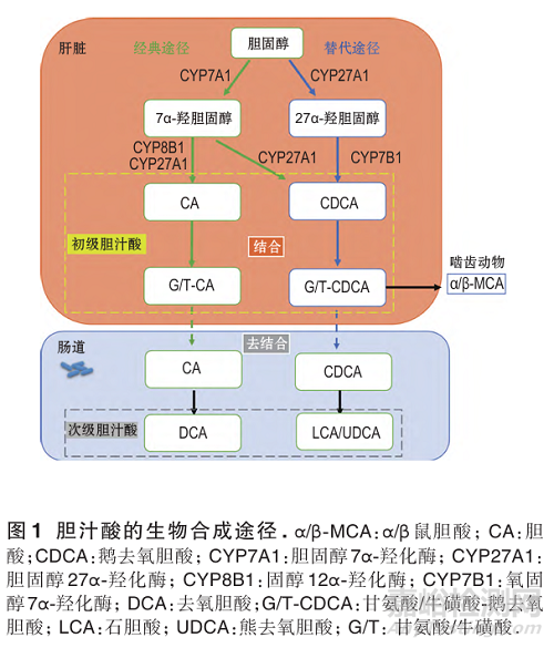 膽汁酸代謝在藥物性肝損傷中的作用研究進展