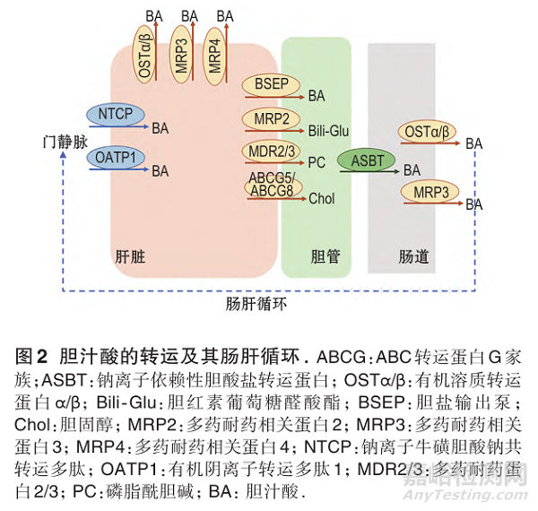 膽汁酸代謝在藥物性肝損傷中的作用研究進展