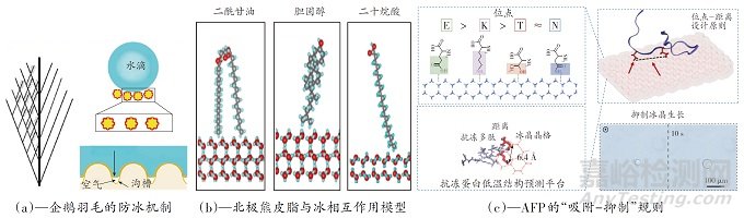 耐寒生物防冰策略及仿生防冰涂層研究進(jìn)展