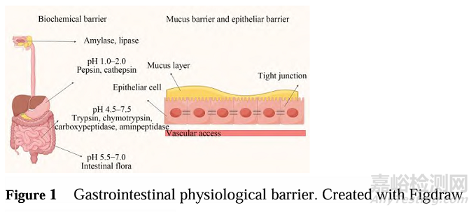 滲透增強(qiáng)劑在口服肽類藥物中的應(yīng)用